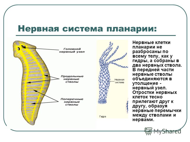 Блэк спрут не работает