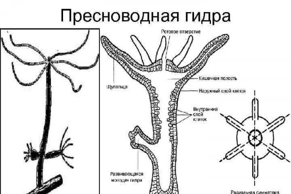 Блэк спрут тор