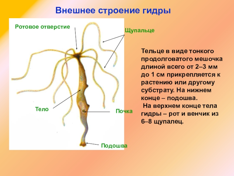 Блэк спрут ссылка на сайт оригинал